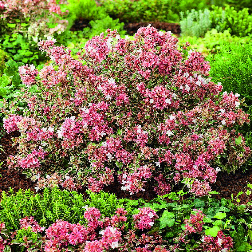 Abelia - Abélias