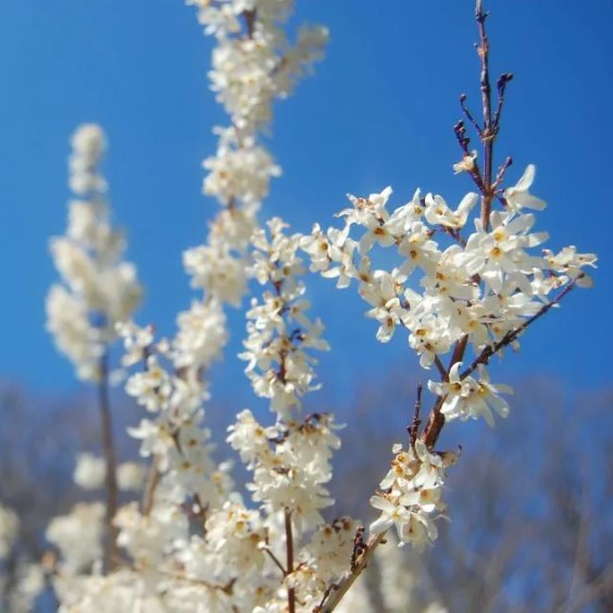 Abeliophyllum - Forsythias de Corée