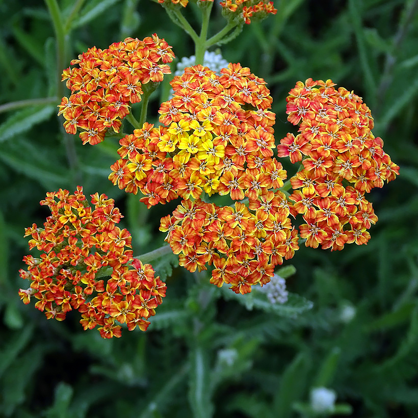 Achillées à fleurs jaunes et orange