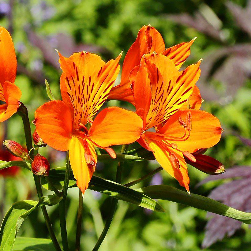 Alstroemeria - Alstroemères