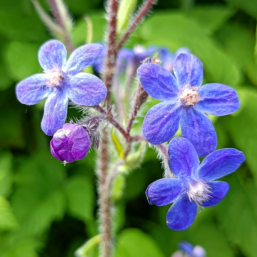 Anchusa - Buglosses