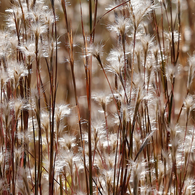 Andropogon