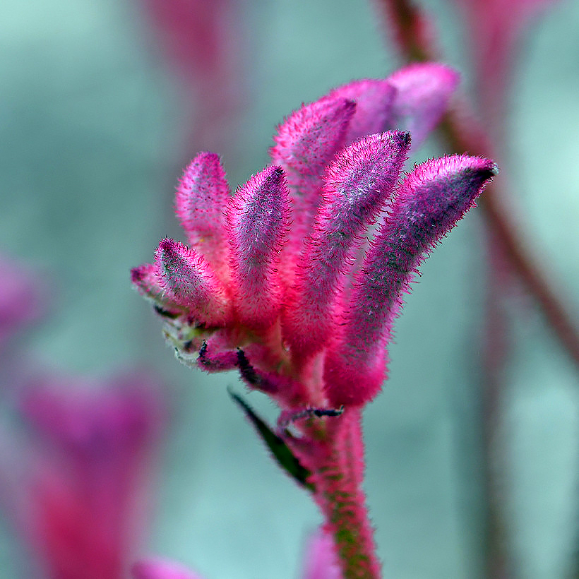 Anigozanthos - Pattes de kangourou