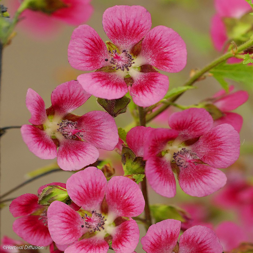Anisodontea - Mauves du Cap