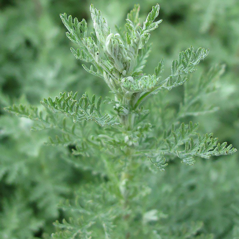 Artemisia - Armoises 