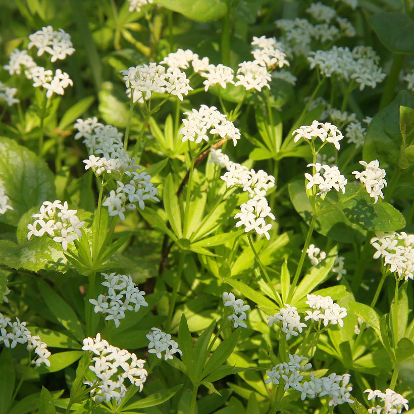 Galium - Aspérules