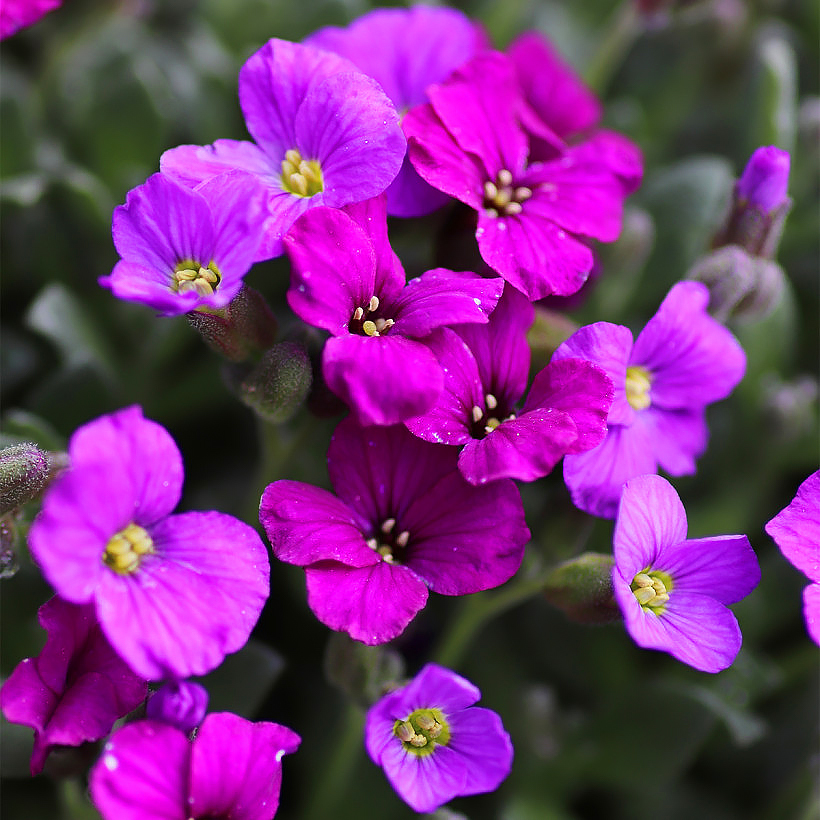 Aubrieta - Aubriètes