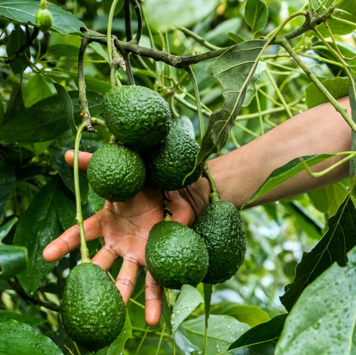 Avocatiers