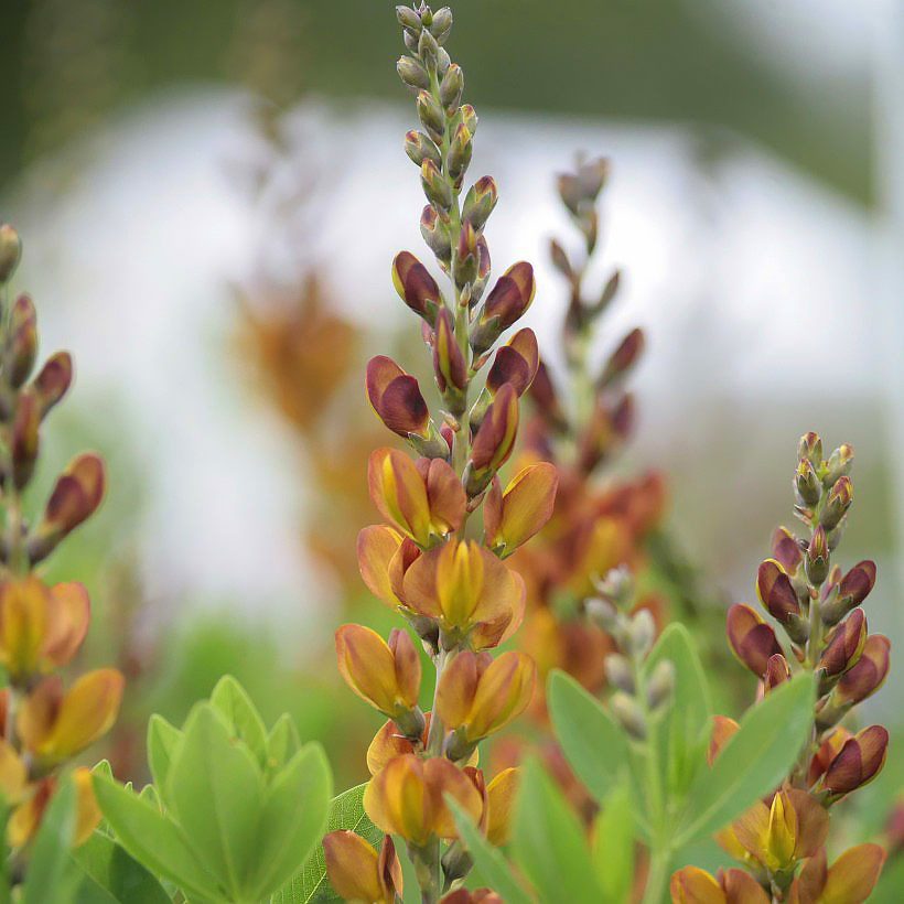 Baptisia - Faux-indigo