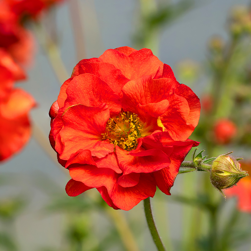 Geum - Benoîtes