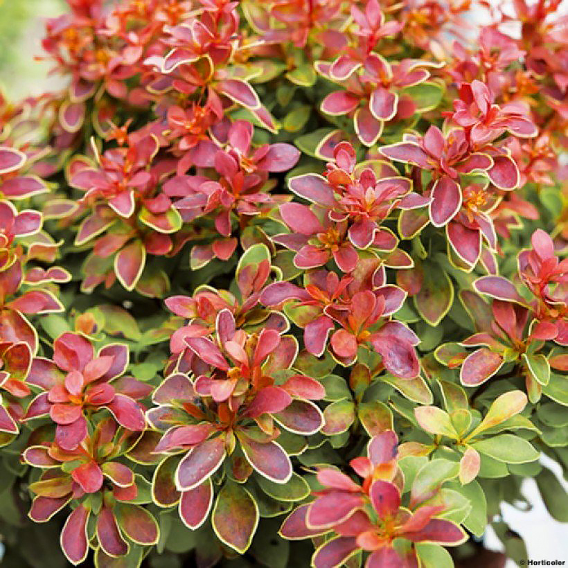 Berberis - Epines-vinettes