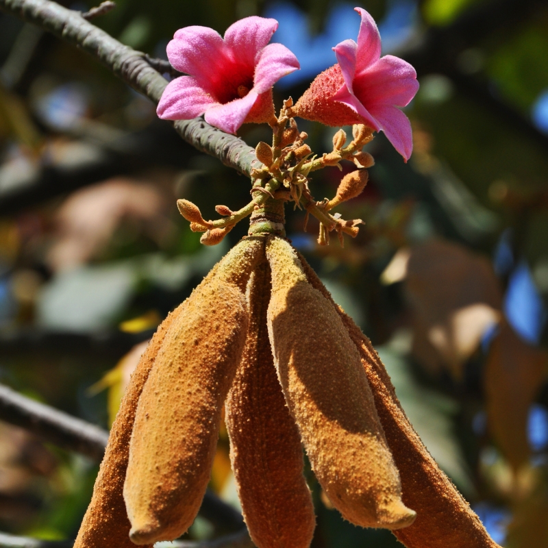 Brachychiton - Arbres-bouteille