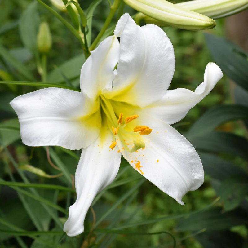 Bulbes d'été à fleurs blanches 
