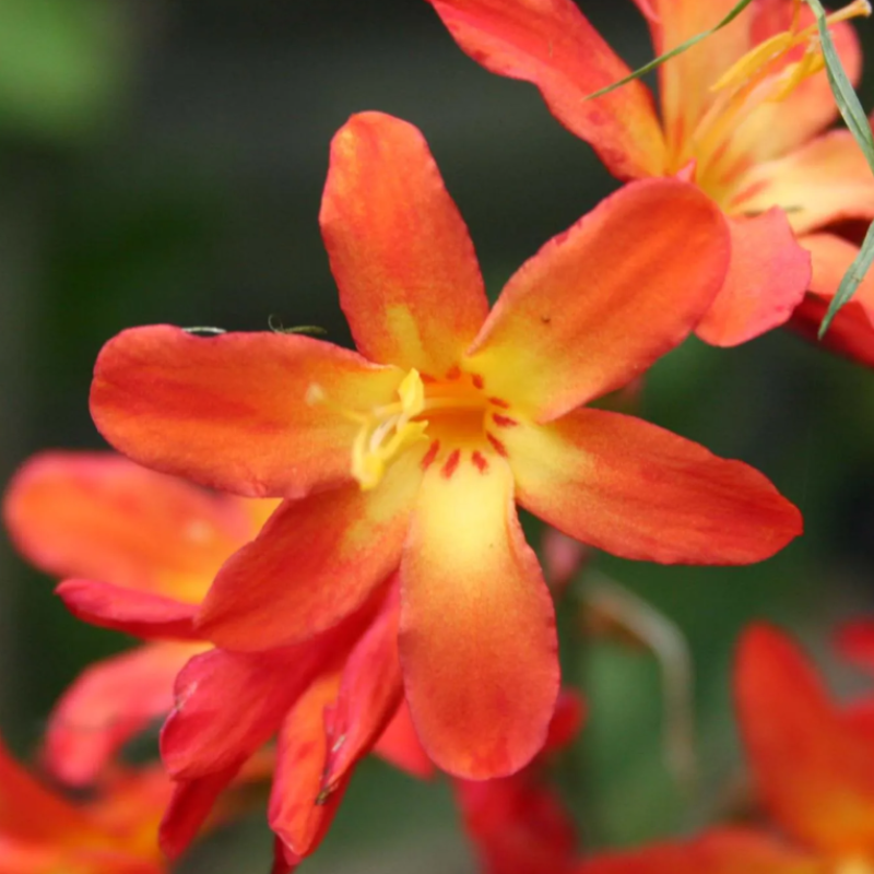 Bulbes d'été à fleurs orange
