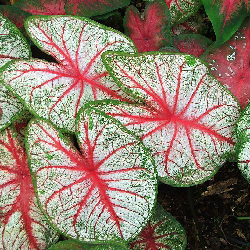 Caladium - Cœur de Jésus