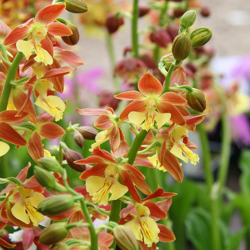 Calanthe - Orchidées de jardin