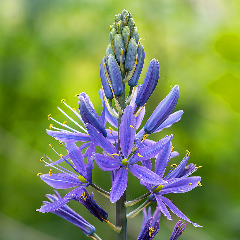Camassias - Camassia