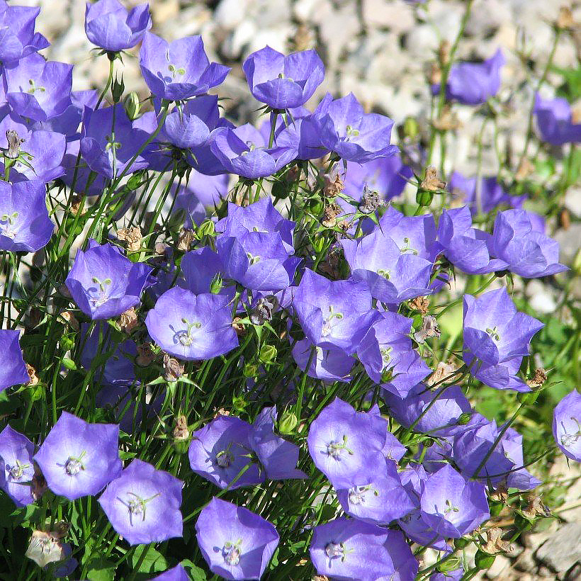Campanula - Campanules