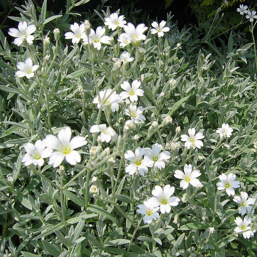 Cerastium - Corbeilles d'argent, Céraistes