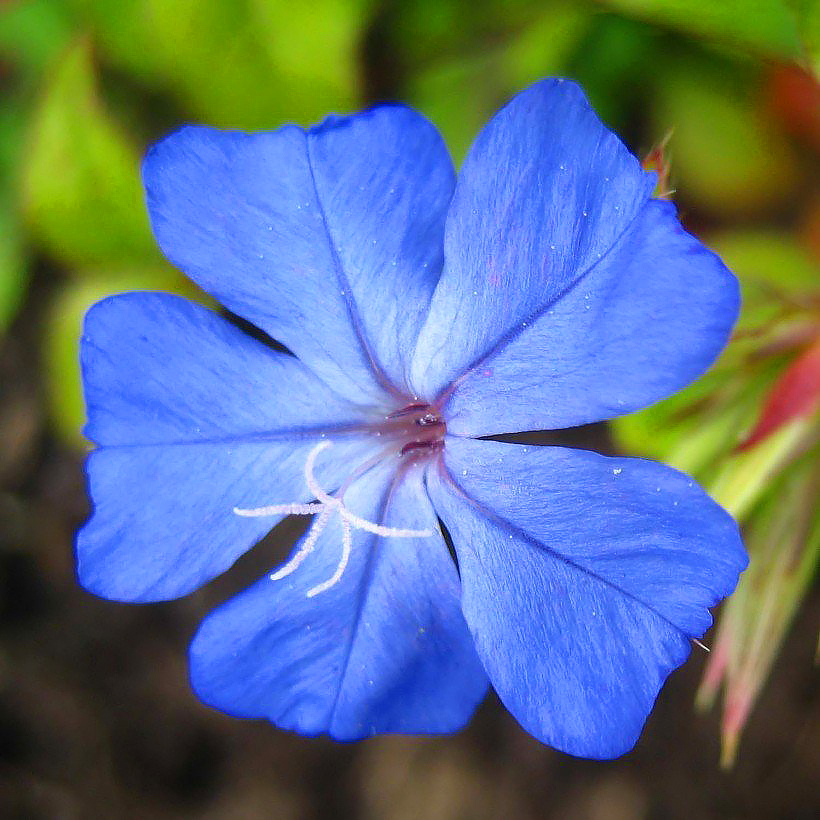 Ceratostigma - Dentelaires