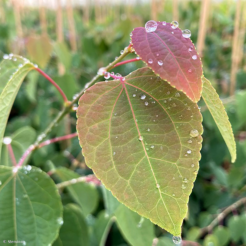 Cercidiphyllum - Arbres à caramel