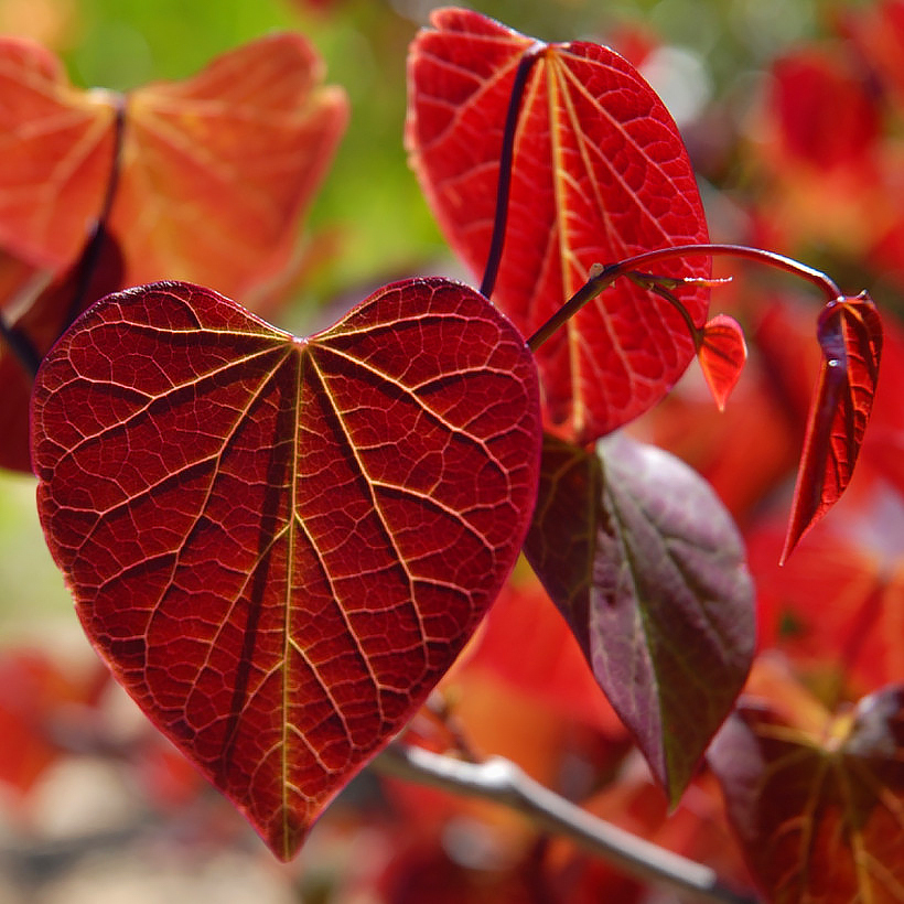 Cercis - Arbres de Judée, Gainiers