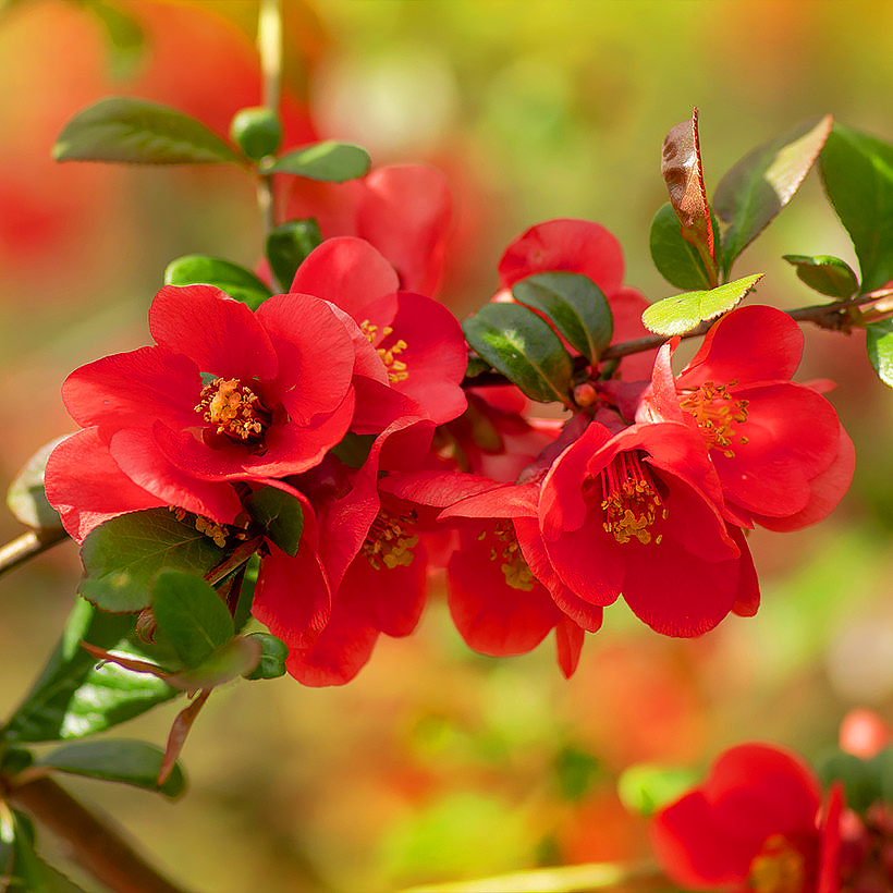Chaenomeles - Cognassiers à fleurs