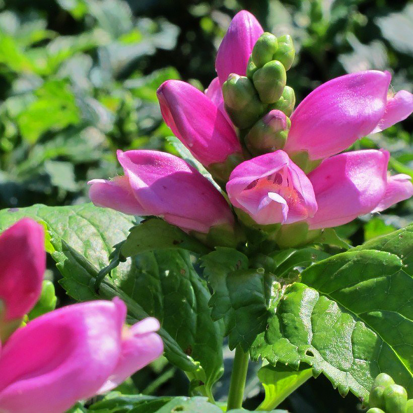 Chelone - Galanes