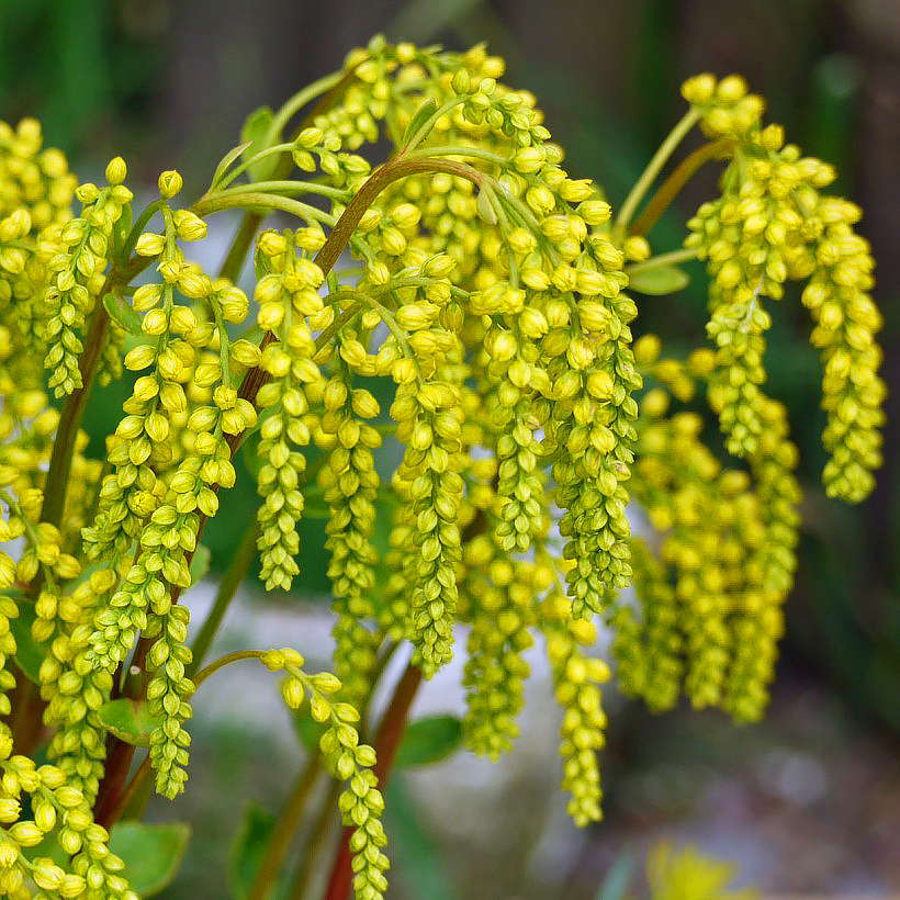 Chiastophyllum - Goutte-d'or