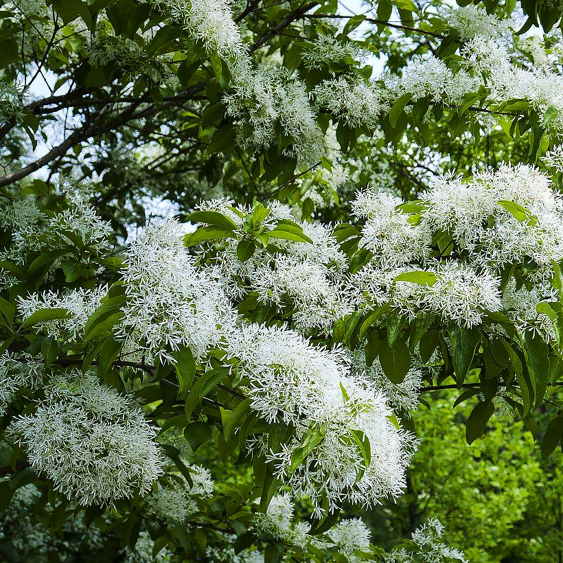 Chionanthus - Arbres à neige