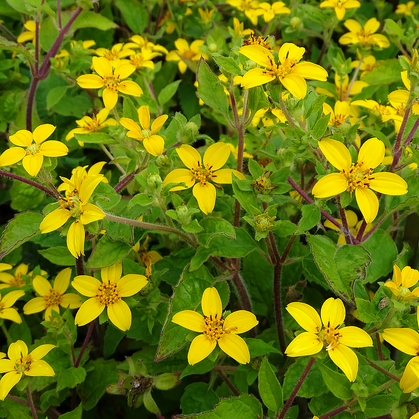 Chrysogonum - Genou doré