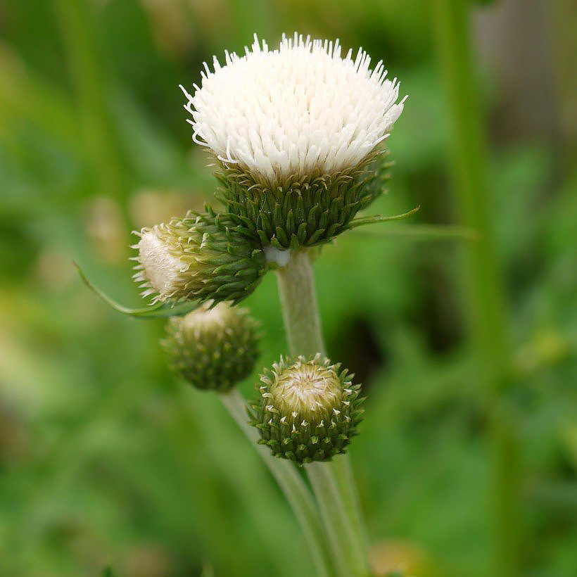 Cirsium - Cirses