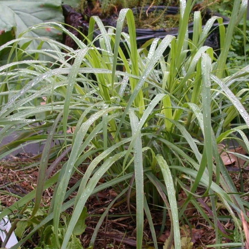 Citronnelles