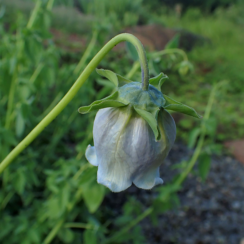 Codonopsis - Campanules grimpantes