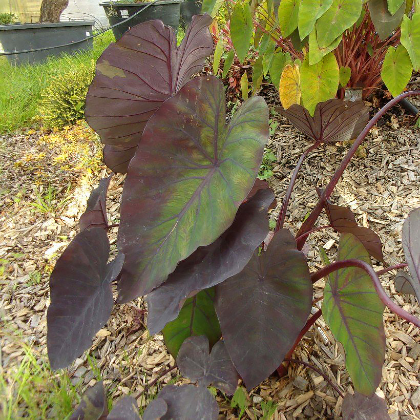 Colocasia - Taro