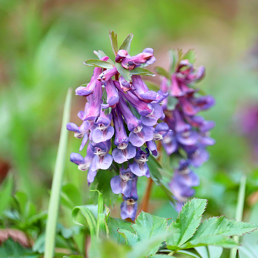 Corydales bulbeuses - Corydalis
