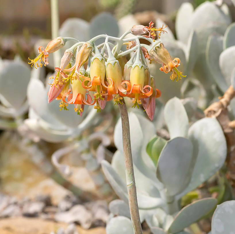 Cotyledon - Oreilles de cochon