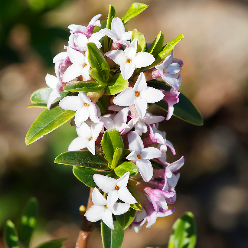 Daphne - Daphnés