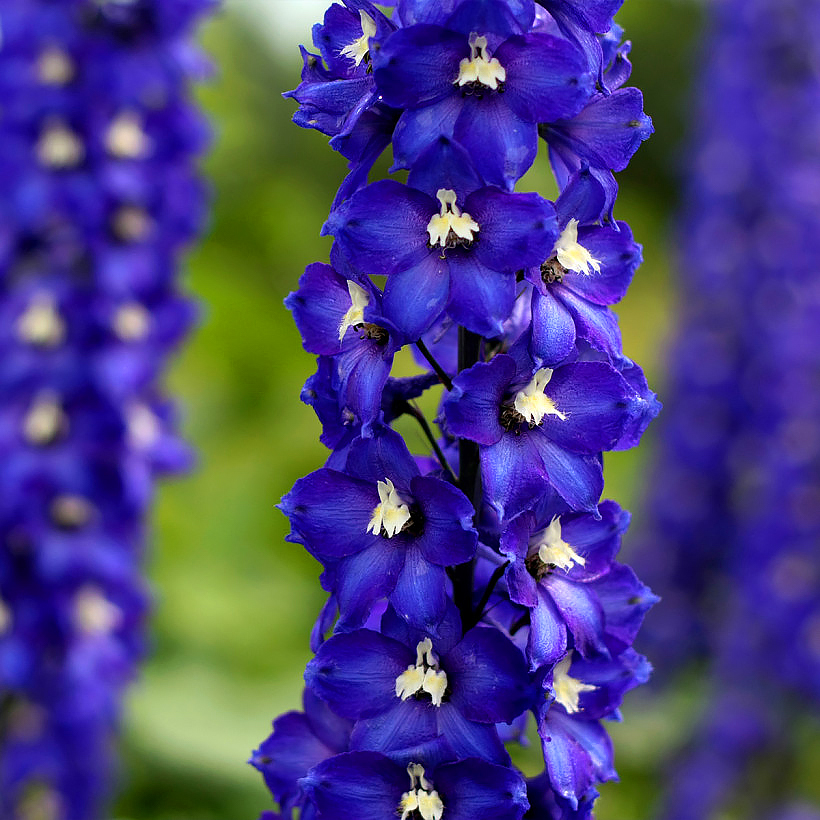 Delphinium - Pieds-d'alouette