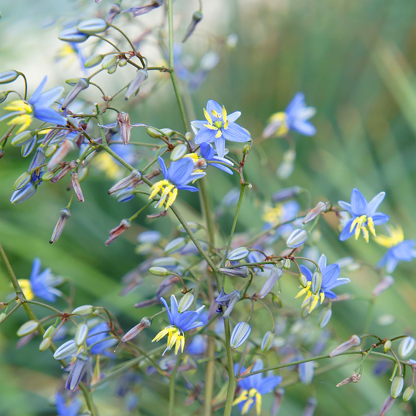 Dianella - Herbes aux turquoises