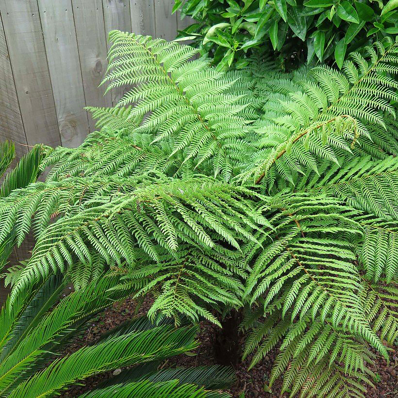 Dicksonia - Fougère arborescente