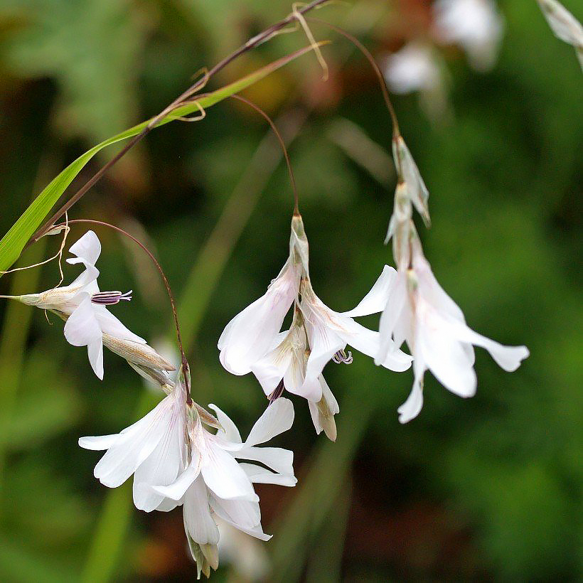 Dierama - Cannes à pêche des anges