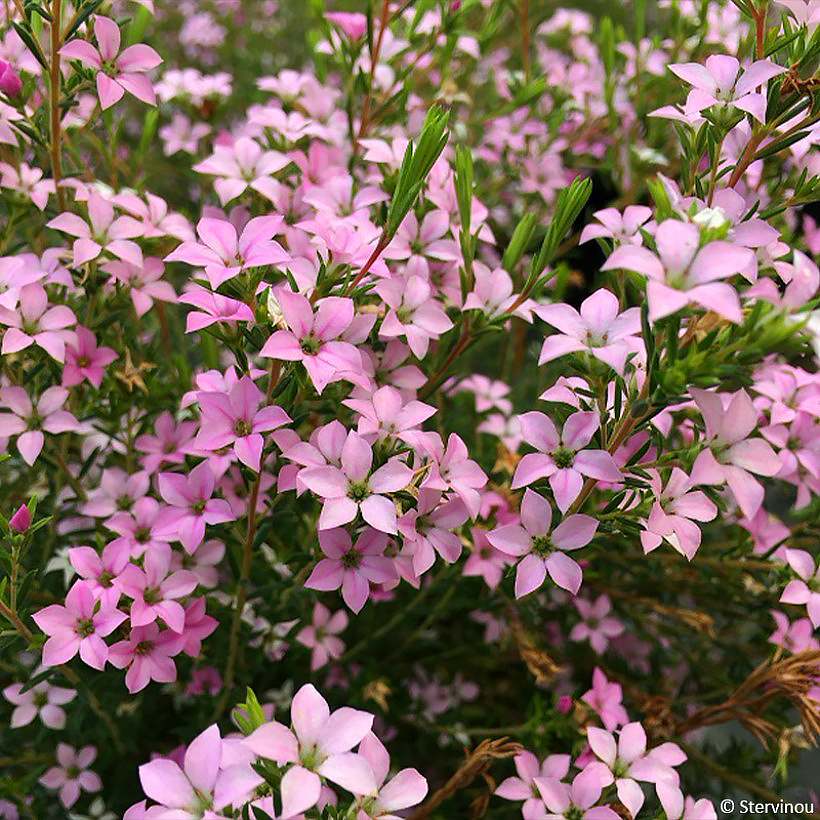 Diosma - Plantes du pêcheur