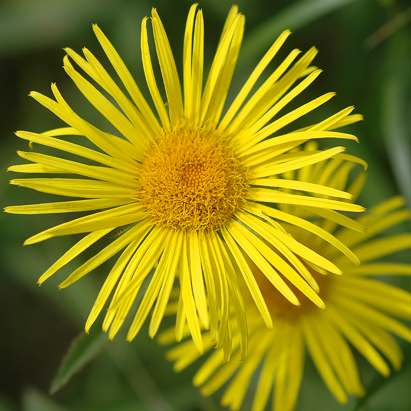 Doronicum - Doronics