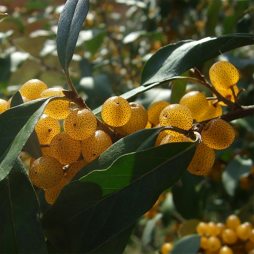Elaeagnus - Eléagnus, Chalefs