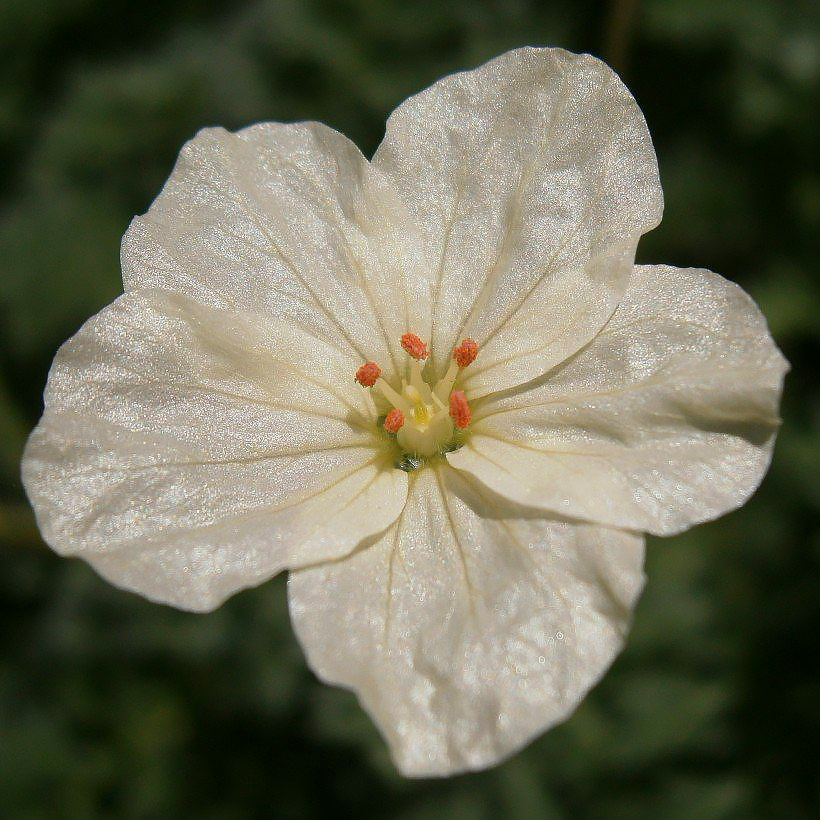 Erodium - Becs de grue