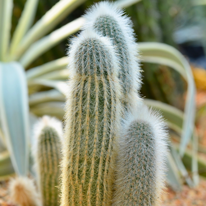 Espostoa