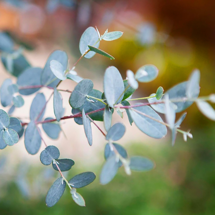 Eucalyptus - Gommiers
