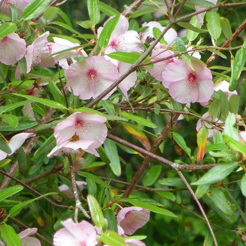 Eucryphias