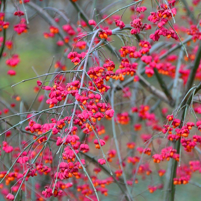 Euonymus - Fusains